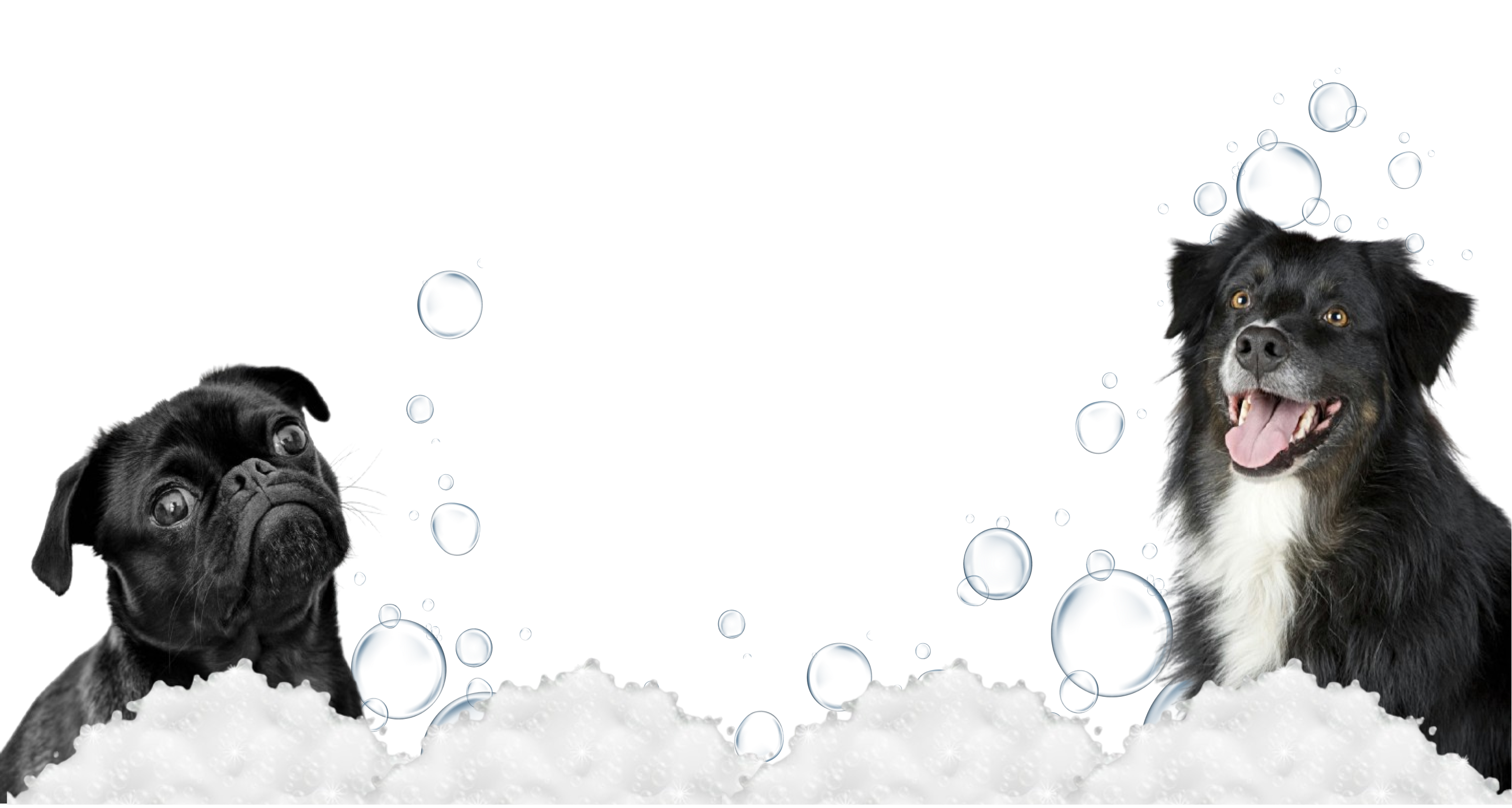 Dogs with soap and bubbles