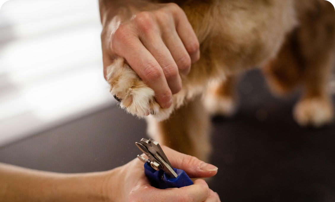Dog having its nails clipped