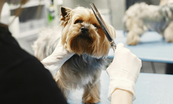 Yorkshire Terrier being groomed