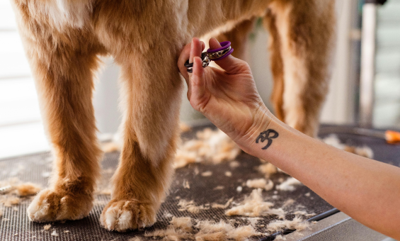 Yorkshire Terrier being groomed